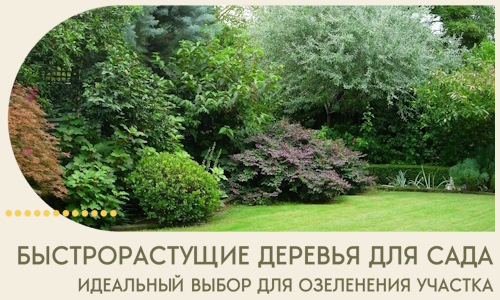 Быстрорастущие деревья для сада идеальный выбор в Гатчине