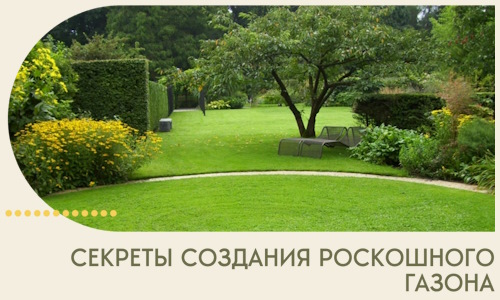 Секреты создания роскошного газона в Гатчине